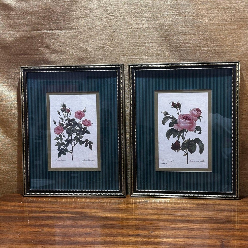Framed pair of botanical rose prints by Pierre-Joseph Redouté.